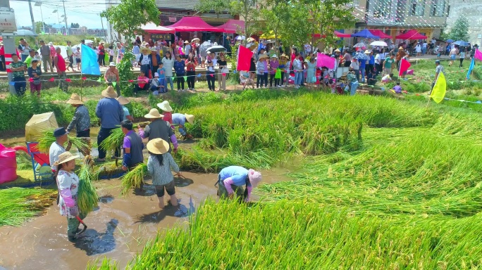 建国70周年沙堤村彩色水稻丰收节航拍
