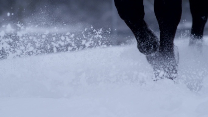 寒冷的冬天，野马穿过厚厚的积雪