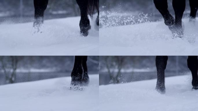 寒冷的冬天，野马穿过厚厚的积雪