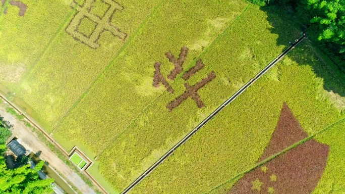 宜良县耿家营河湾村建国70周年彩色稻田