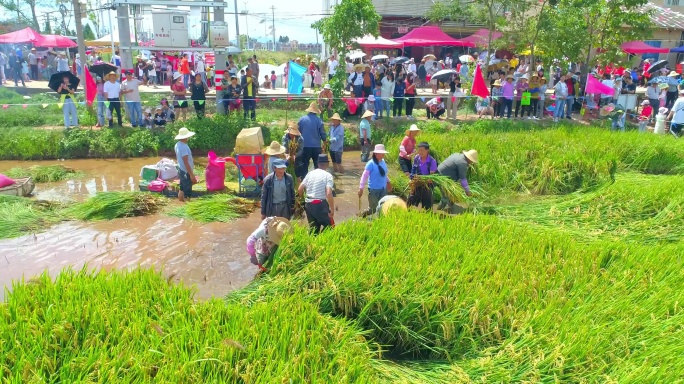 建国70周年沙堤村彩色水稻丰收节航拍