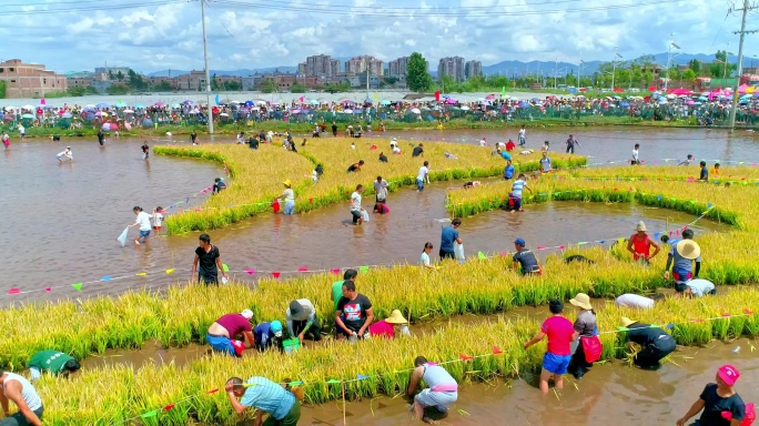 建国70周年沙堤村彩色水稻丰收节航拍