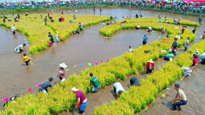 建国70周年沙堤村彩色水稻丰收节航拍