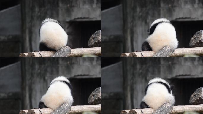 重庆动物园的国家一级保护动物大熊猫
