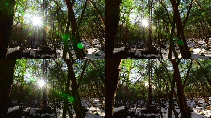 森林雪地光线变化