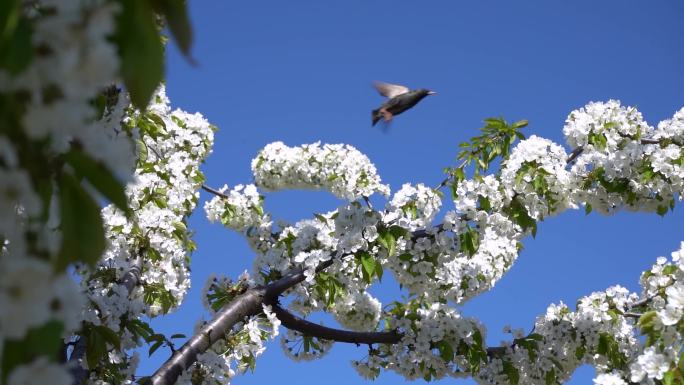 一只鸟从春天开满白花的樱桃树的树枝上起飞