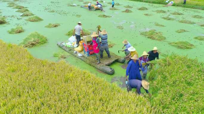 建国70周年沙堤村彩色水稻丰收节航拍