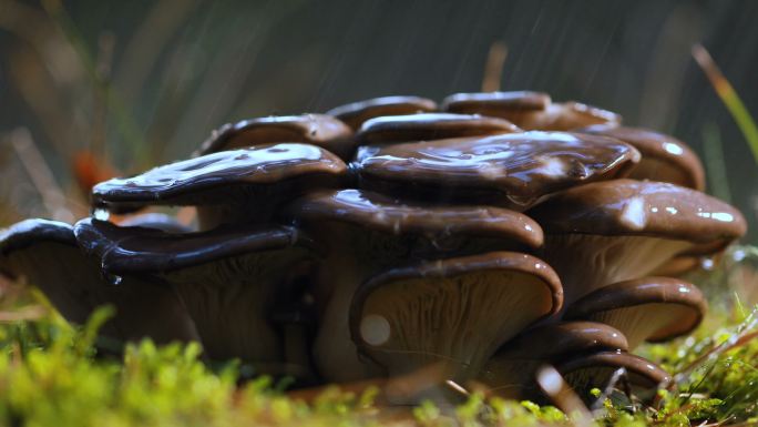 雨中阳光明媚的森林里的平菇。