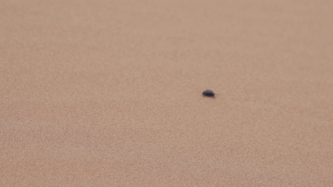 沙漠里的昆虫甲虫