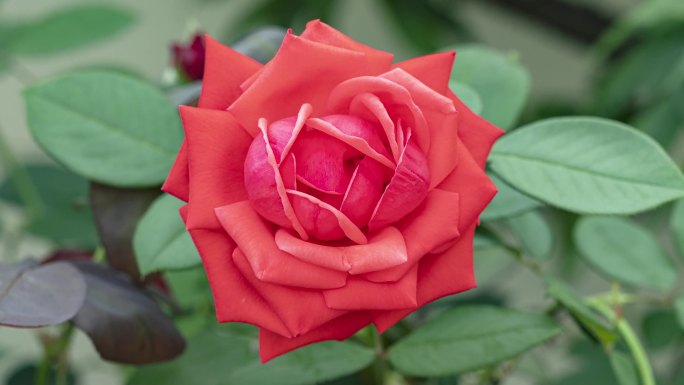 红玫瑰盛开玫瑰花延时月季花开花过程鲜艳花