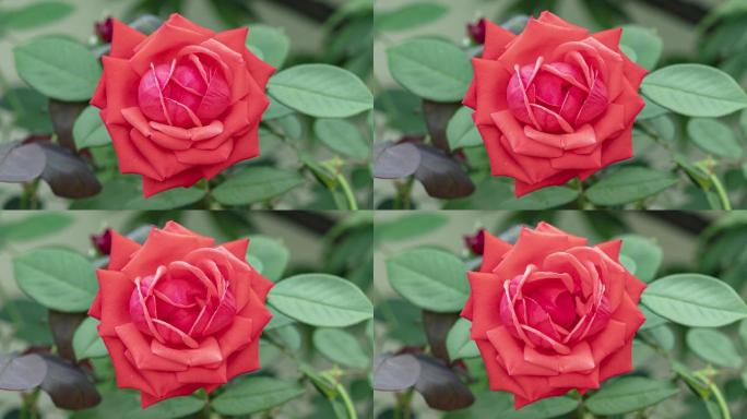 红玫瑰盛开玫瑰花延时月季花开花过程鲜艳花