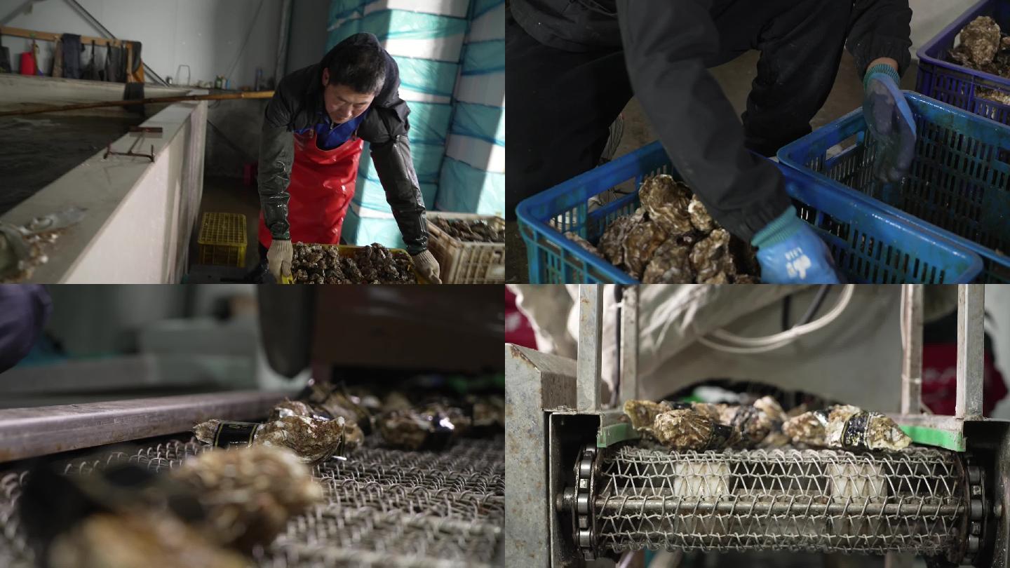 生蚝牡蛎养殖打捞包装出厂