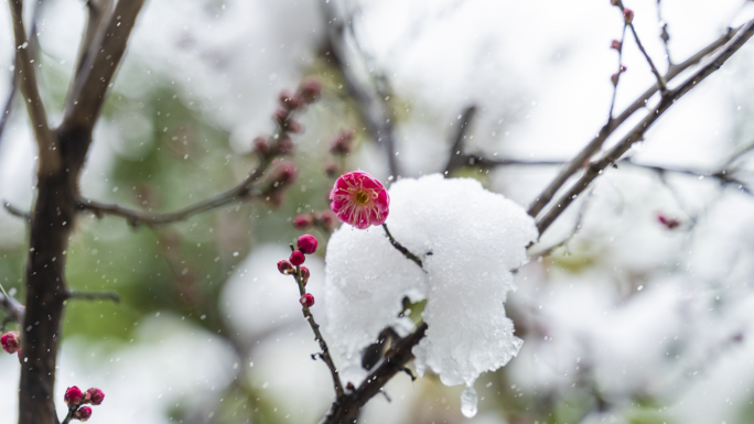 【4K】雪梅冬天风景雪中红梅花AE模板