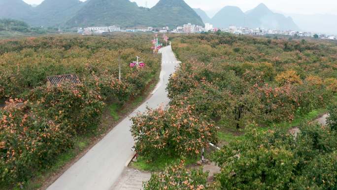 广西桂林市恭城县红岩村万亩柿子林