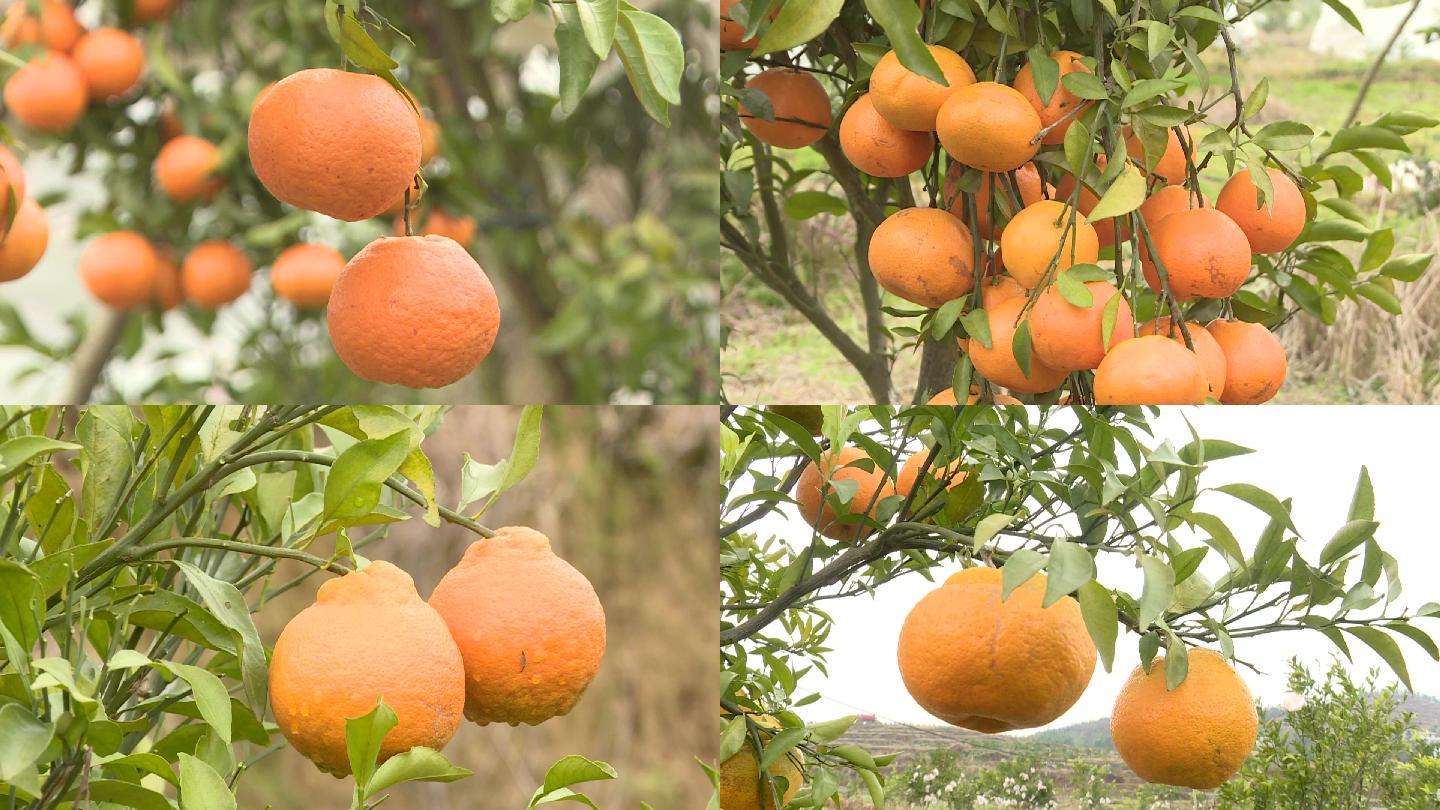 耙耙柑丑橘橘子柑橘柑子桔子