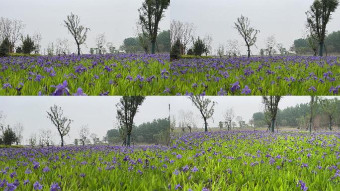 春天绿树草坪河边绿枝紫兰花