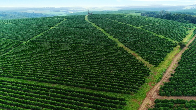日落时巴西咖啡种植园的航空影像
