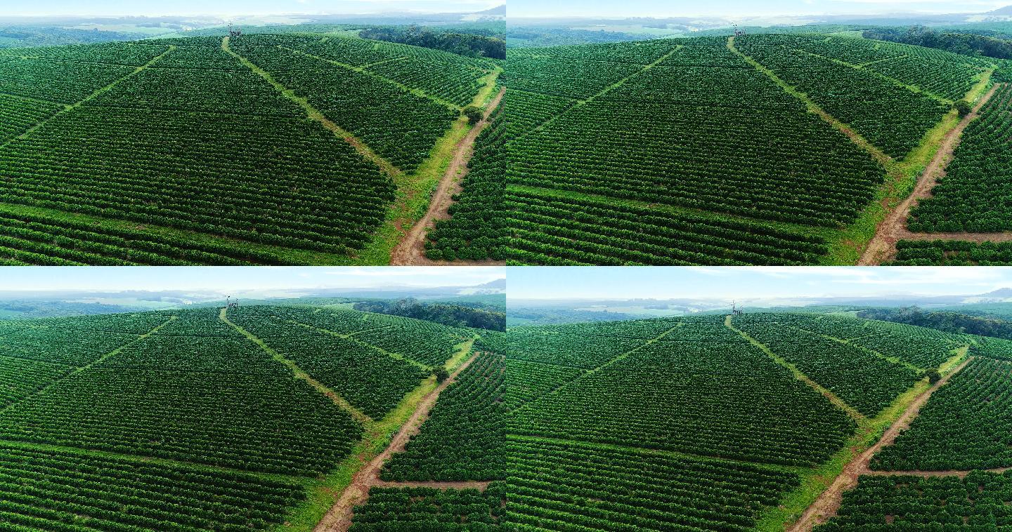 日落时巴西咖啡种植园的航空影像