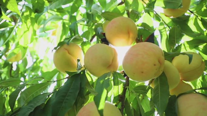 桃水蜜桃唯美可口水果硕果累累美味农产品