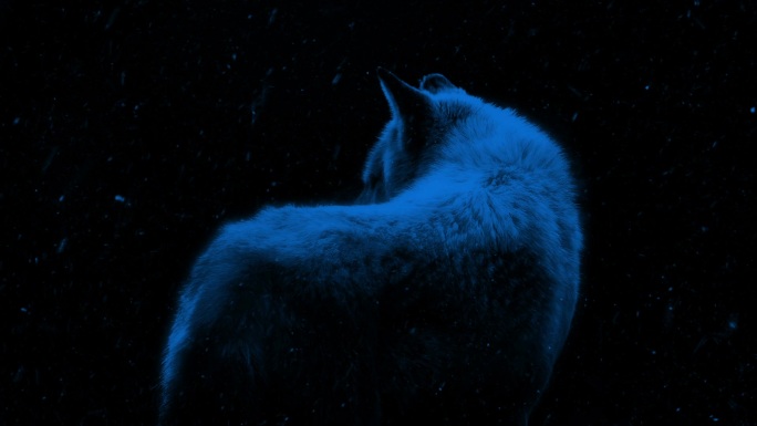 夜雪中的狼高清视频素材
