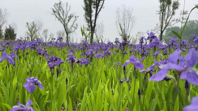 紫罗兰花百花盛开