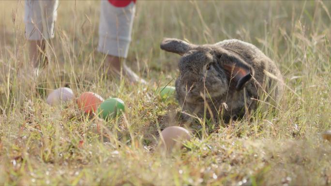 草地上有彩蛋的兔子