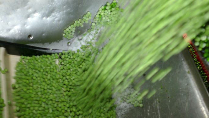 食品厂冷冻青豌豆准备加工