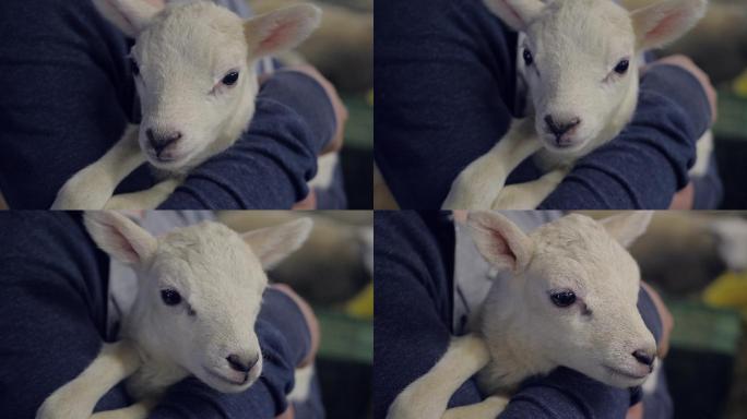 农场主女儿怀抱中的羔羊