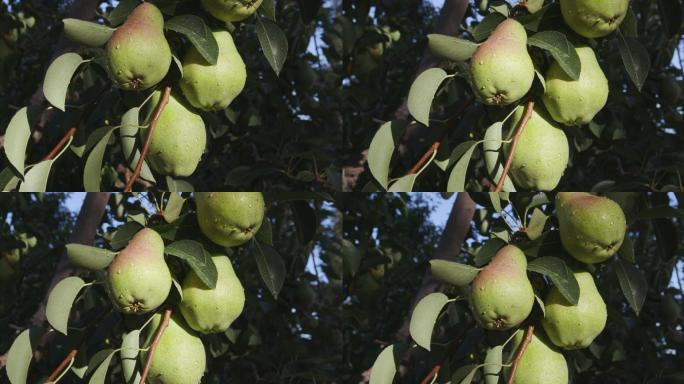 生长在果树上的一堆梨