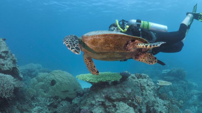 一只大海龟海底世界珊瑚礁乌龟