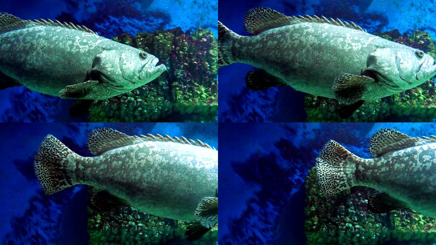 灰斑石斑鱼鱼慢动作升格镜头海下水底