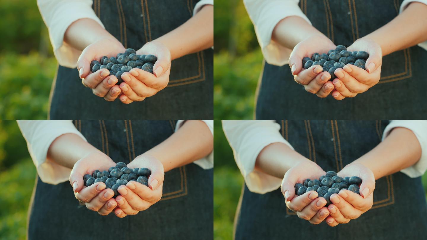 农夫捧着一把蓝莓双手美女花青素