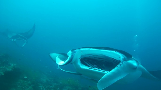 两条珊瑚礁蝠鲼生物大海水底深海物种种类