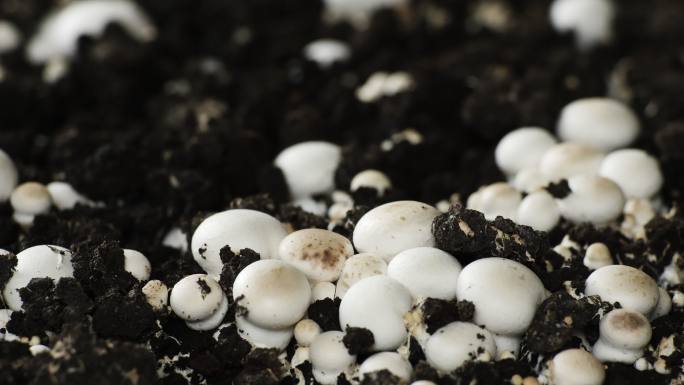 蘑菇生长延时植物生长万物生长野生蘑菇