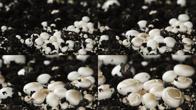 蘑菇生长延时植物生长万物生长野生蘑菇