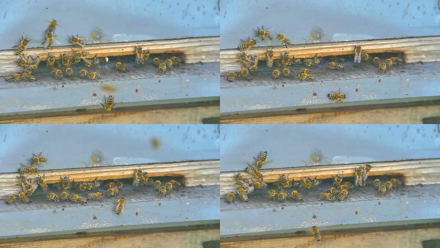 蜂房里的一群蜜蜂视频素材