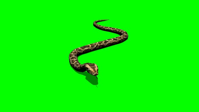 蟒蛇爬行透明通道绿幕抠绿抠背抠像