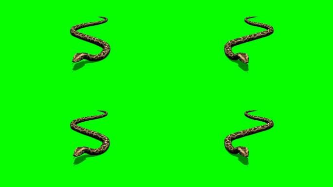 蟒蛇爬行透明通道绿幕抠绿抠背抠像