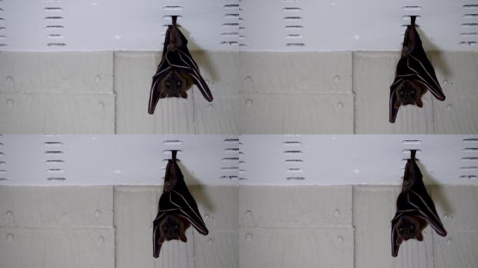 蝙蝠吊在屋檐下物种种类生存繁殖