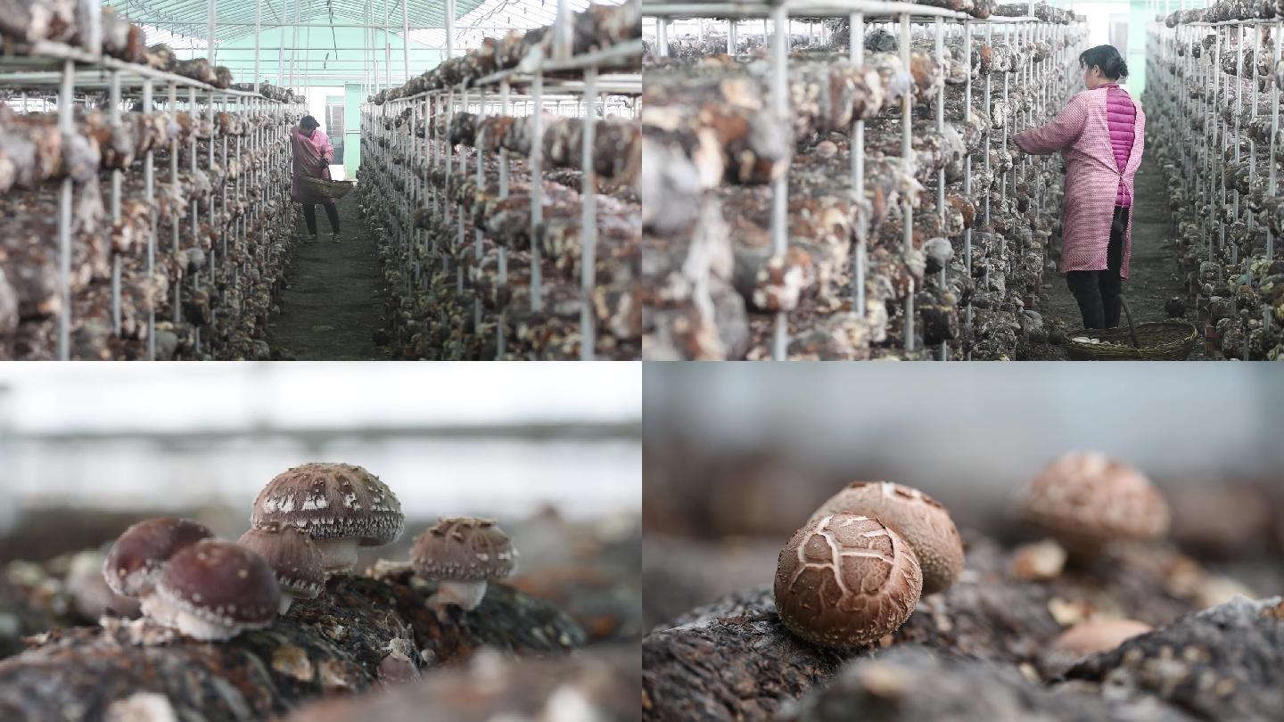 农村经济香菇种植