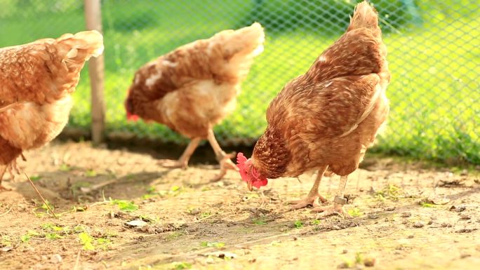 农场院子里的自由放养母鸡