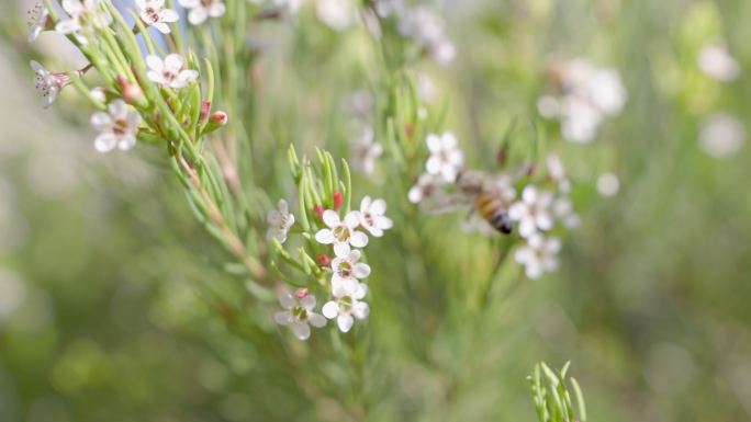 蜜蜂从植物中采集花粉和花蜜