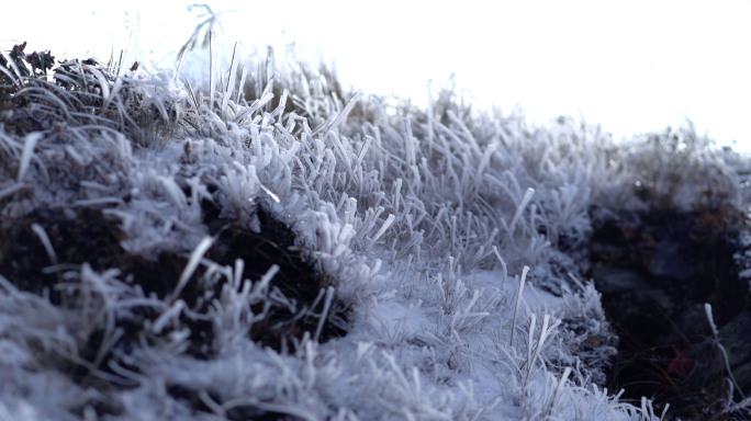 冰 雾凇 冬天 冰冻植物 冰霜
