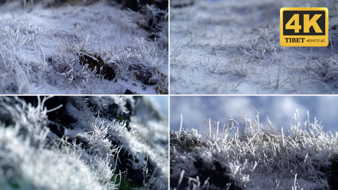 冰 雾凇 冬天 冰冻植物 冰霜