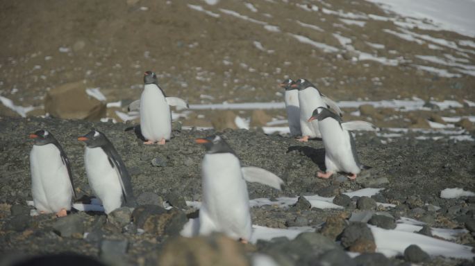 企鹅群极地冰天雪地动物