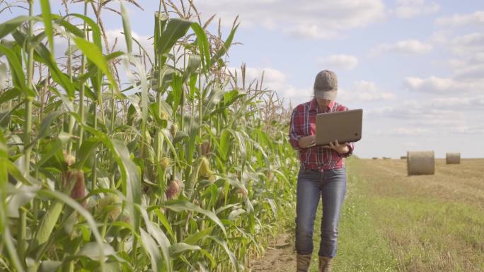 女农民在玉米地里用笔记本电脑