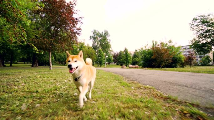 可爱的石坝犬在公园里奔跑