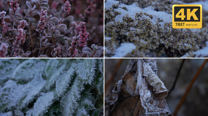 冰雪 寒冷 冰霜 环境恶略 冬天 植物