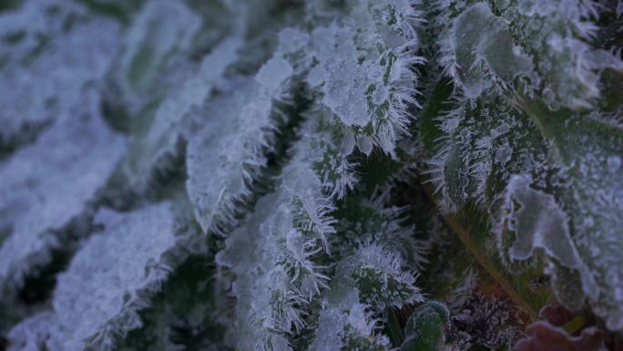 冰雪 寒冷 冰霜 环境恶略 冬天 植物