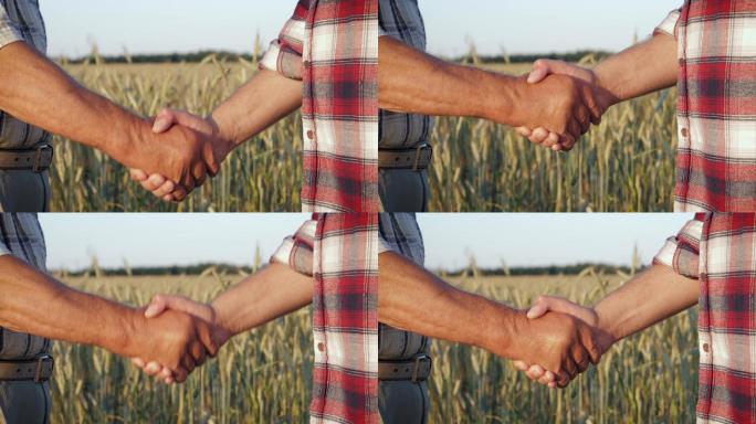 两位农民在小麦地握手的特写镜头